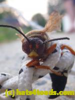 /home//u458753944/public_html/sourcegallery//Insects and small critters/ants bees and wasps (Hymenoptera)/P1080158.JPG